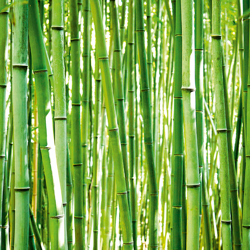 Bamboo