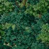 Coppice Forrest - Image 3
