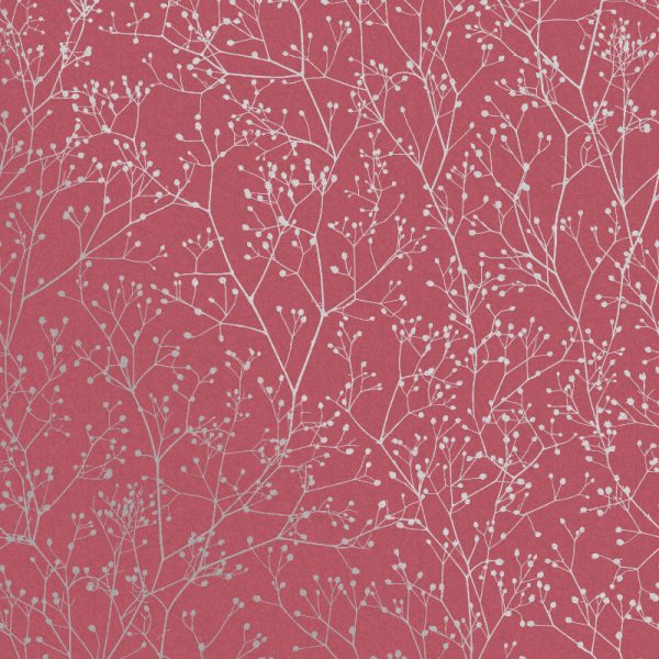 Gypsophila Raspberry & Silver up-close